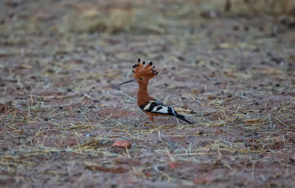 Namibia_KalahariGameLodge_06.jpg