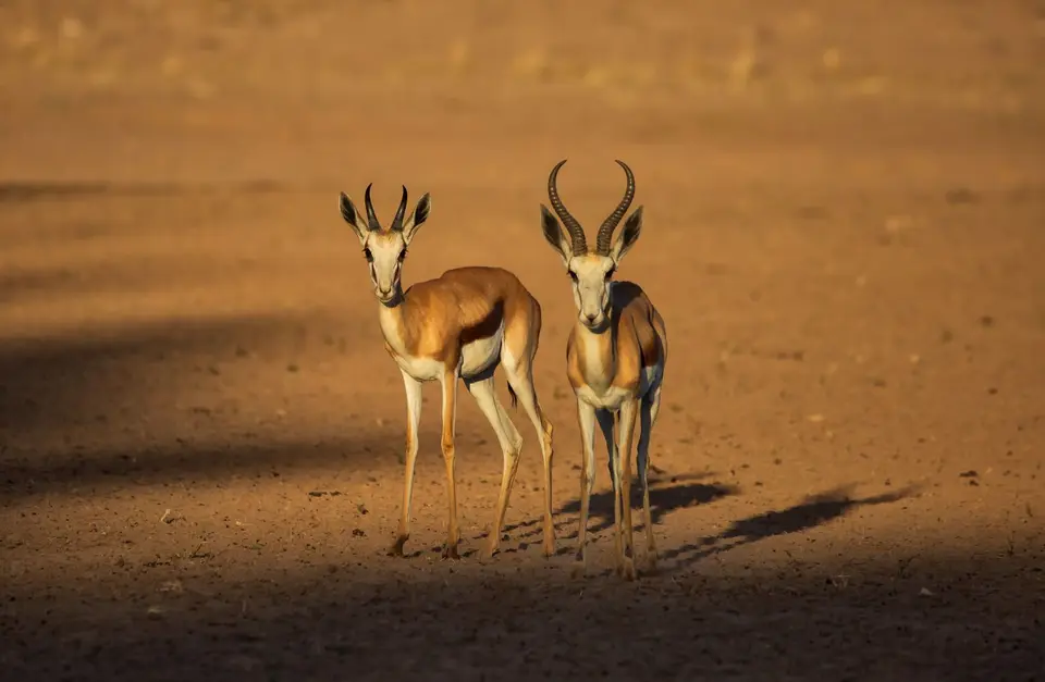 Namibia_KalahariGameLodge_08.jpg