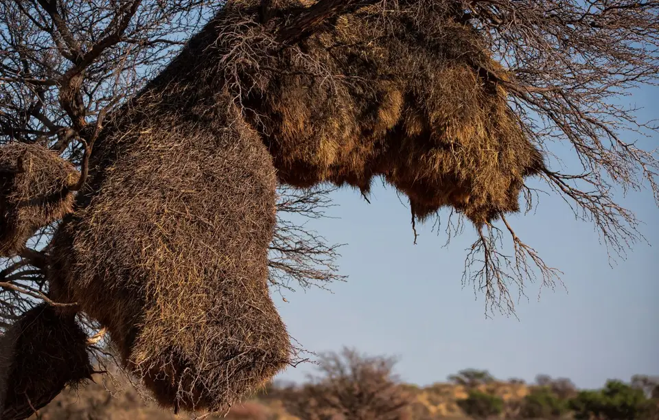 Namibia_KalahariGameLodge_17.jpg