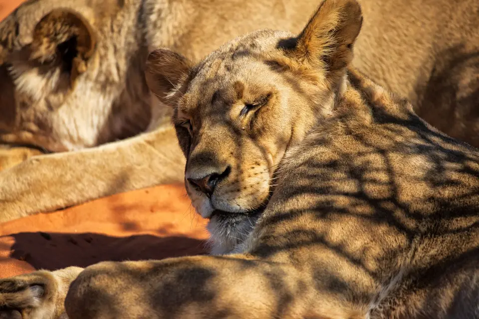 Namibia_KalahariGameLodge_31.jpg