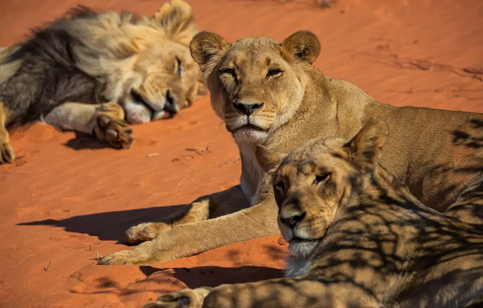 Namibia_KalahariGameLodge_33.jpg