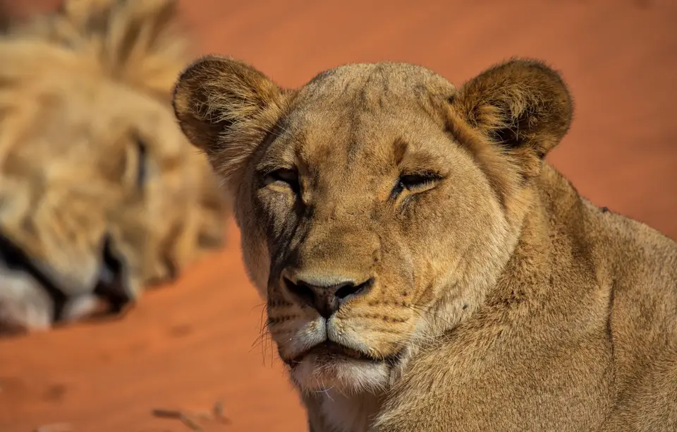 Namibia_KalahariGameLodge_34.jpg