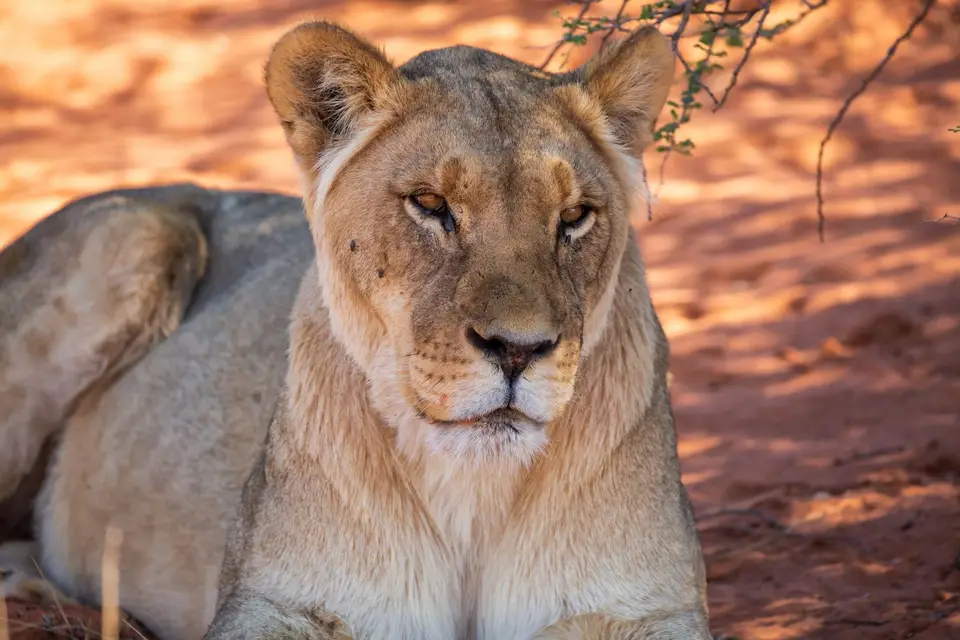 Namibia_KalahariGameLodge_35.jpg