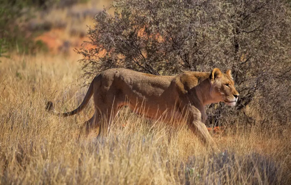 Namibia_KalahariGameLodge_39.jpg