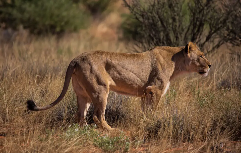 Namibia_KalahariGameLodge_40.jpg