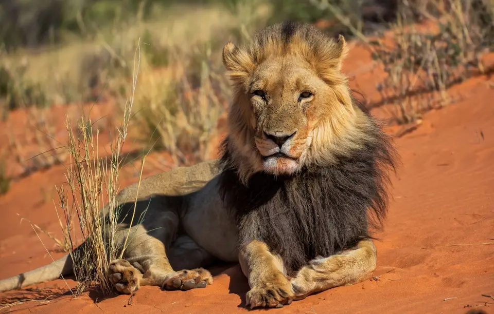 Namibia_KalahariGameLodge_41.jpg