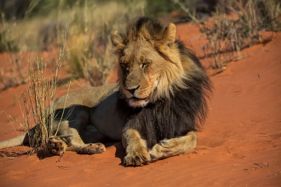 Namibia_KalahariGameLodge_43.jpg