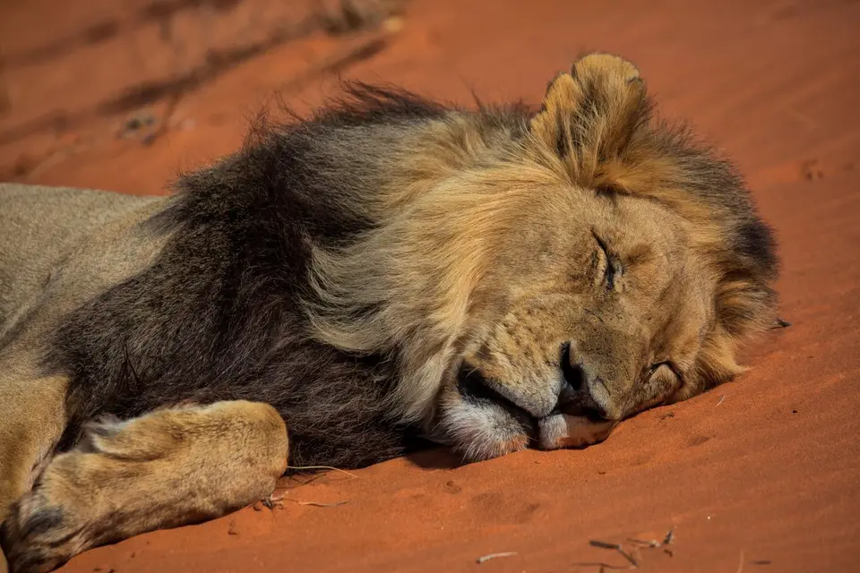 Namibia_KalahariGameLodge_45.jpg