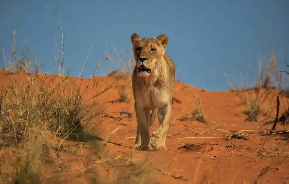 Namibia_KalahariGameLodge_46.jpg