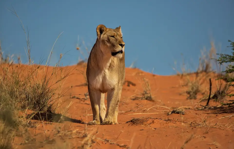 Namibia_KalahariGameLodge_48.jpg