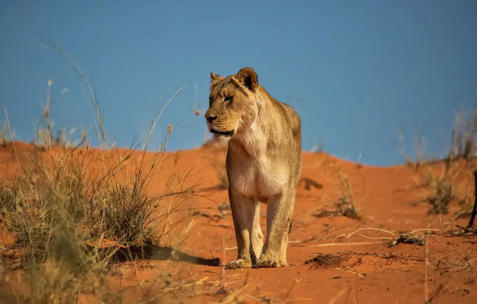 Namibia_KalahariGameLodge_49.jpg