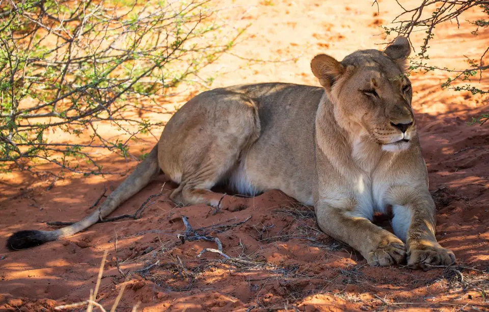 Namibia_KalahariGameLodge_50.jpg