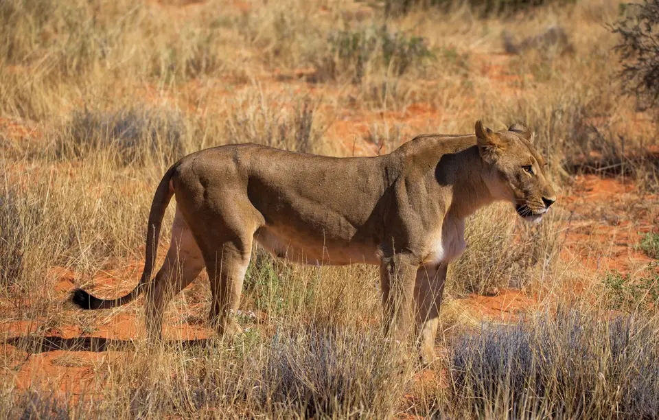 Namibia_KalahariGameLodge_55.jpg