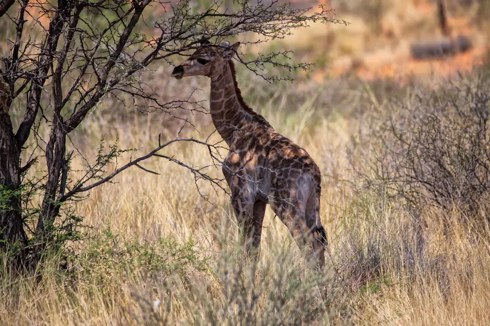 Namibia_KalahariGameLodge_58.jpg