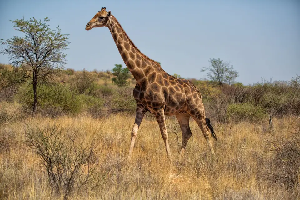 Namibia_KalahariGameLodge_60.jpg