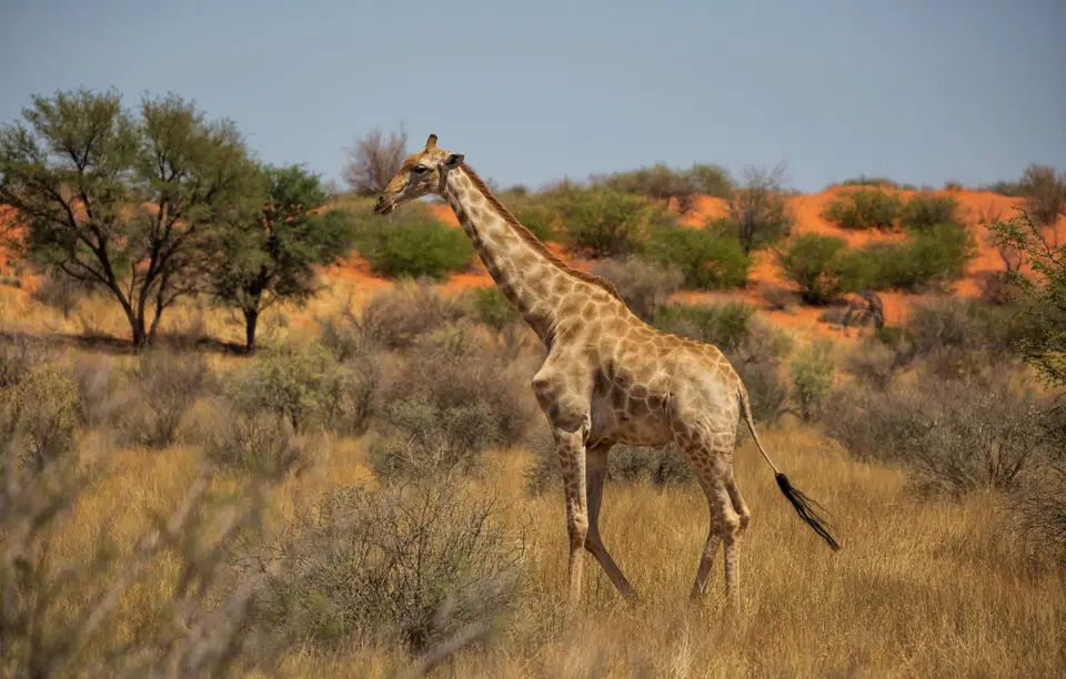 Namibia_KalahariGameLodge_61.jpg