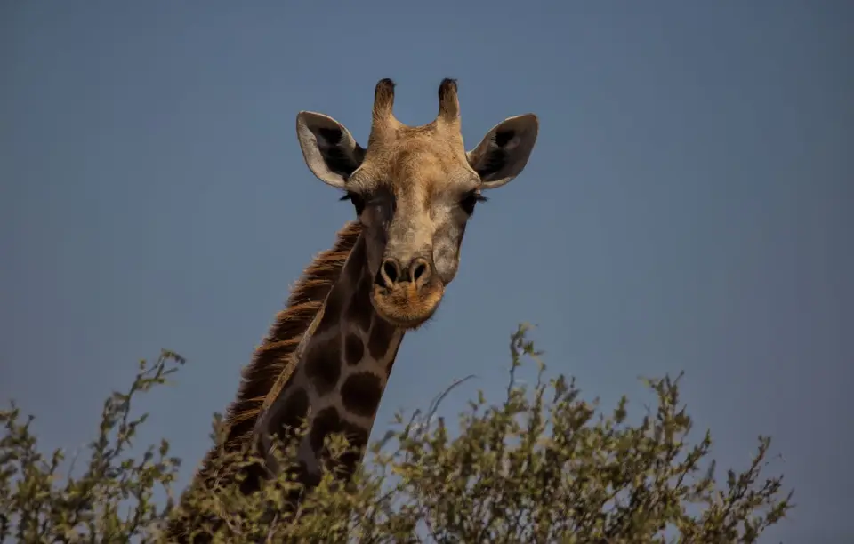 Namibia_KalahariGameLodge_62.jpg