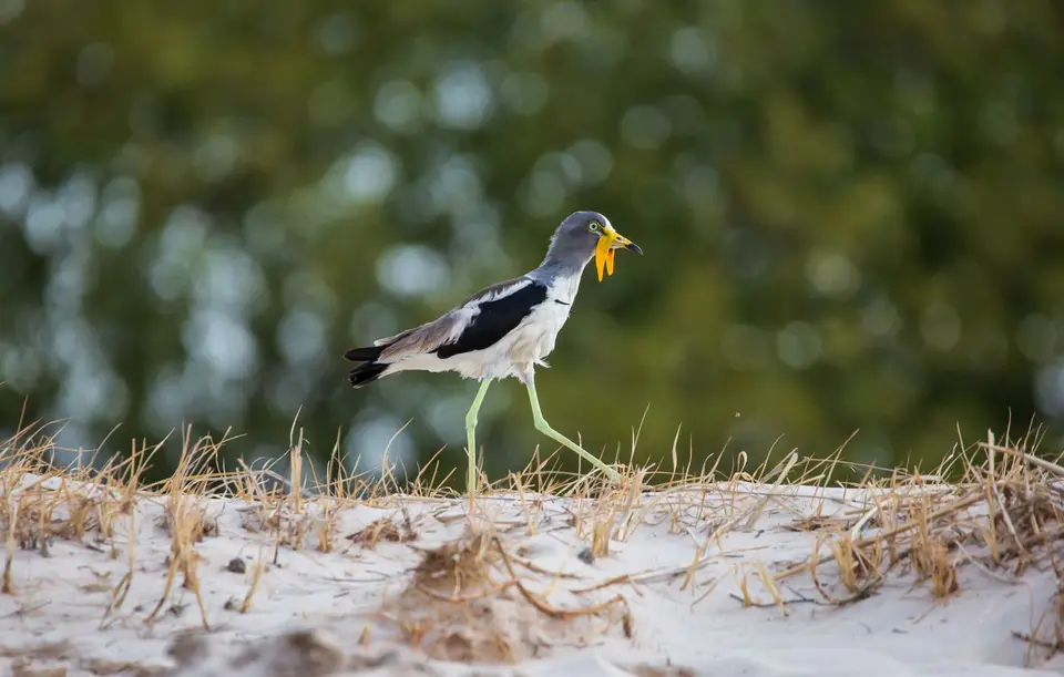Namibia_Katima_Zambezi_004.jpg