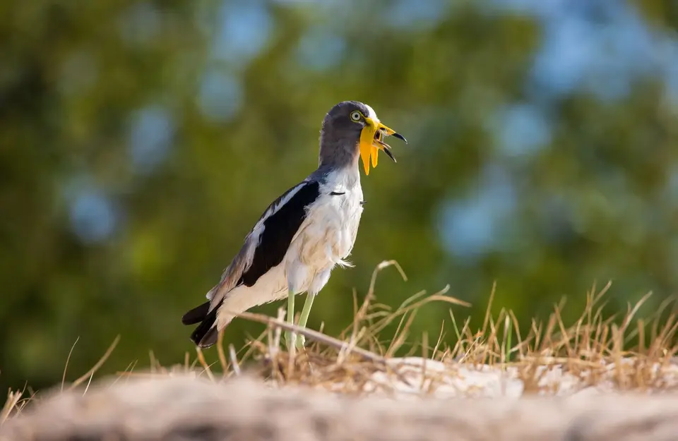 Namibia_Katima_Zambezi_005.jpg