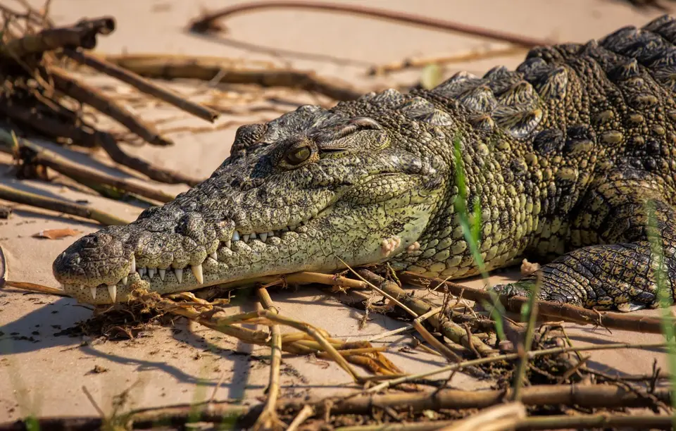 Namibia_Katima_Zambezi_014.jpg