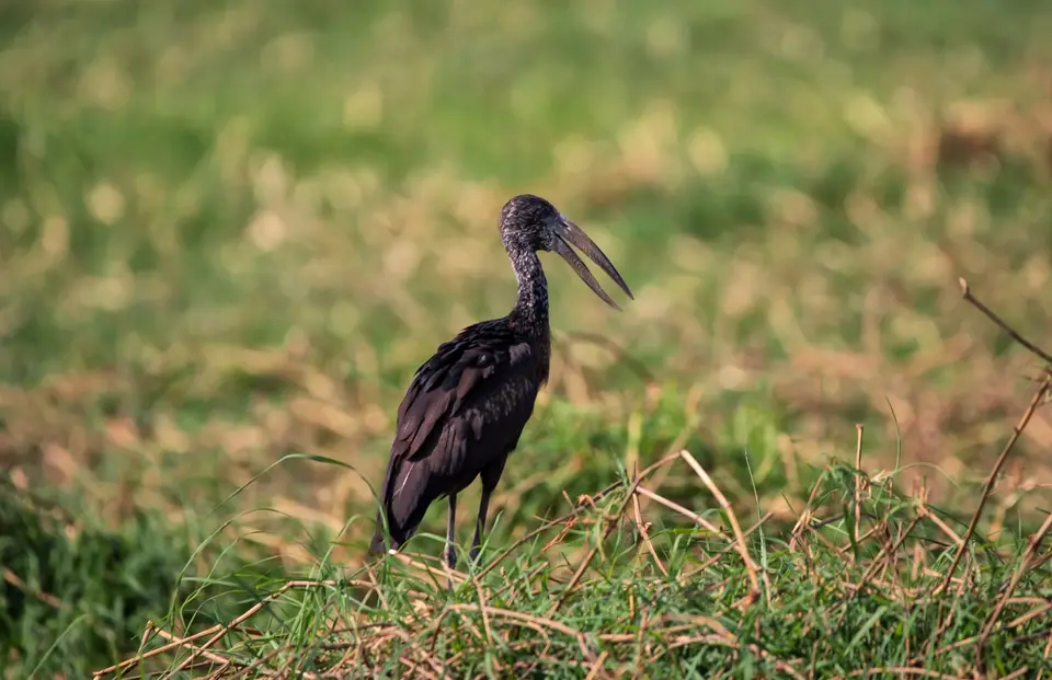 Namibia_Katima_Zambezi_017.jpg