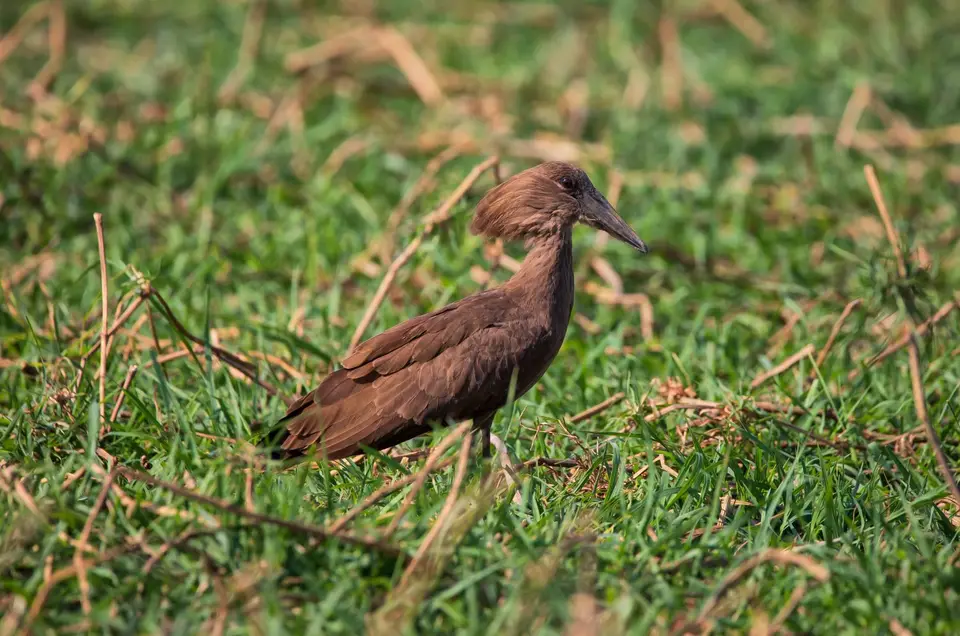 Namibia_Katima_Zambezi_018.jpg