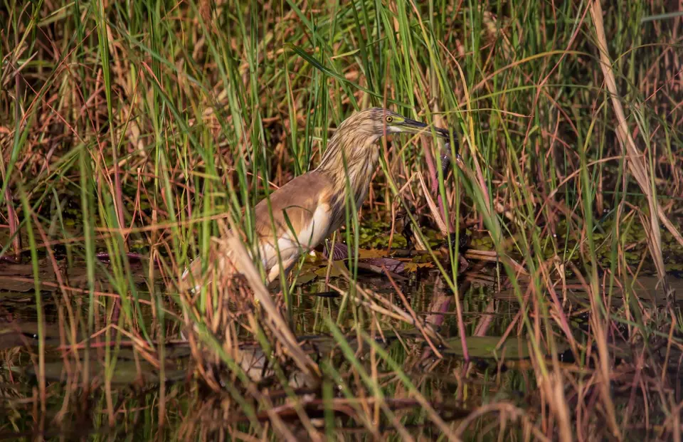 Namibia_Katima_Zambezi_025.jpg