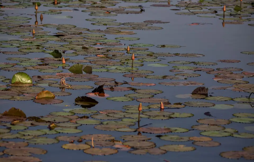 Namibia_Katima_Zambezi_030.jpg