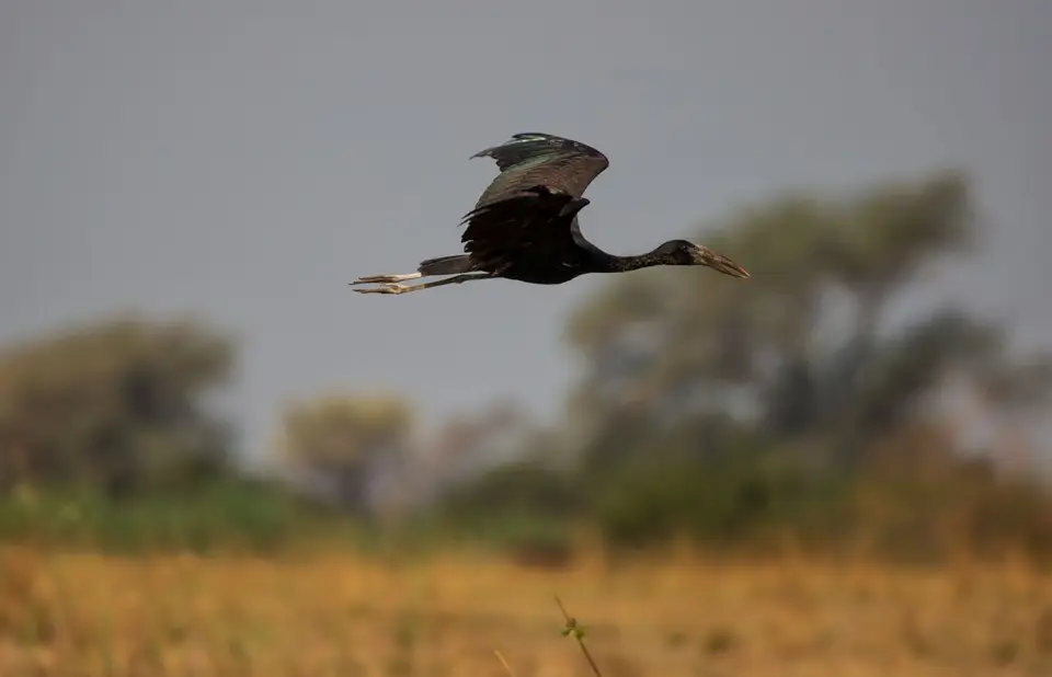 Namibia_Katima_Zambezi_037.jpg