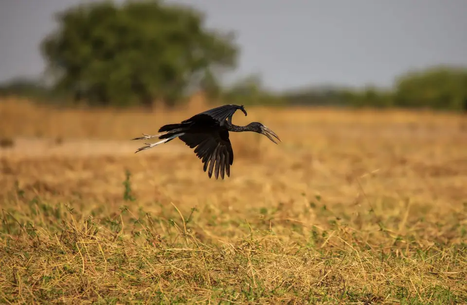 Namibia_Katima_Zambezi_038.jpg