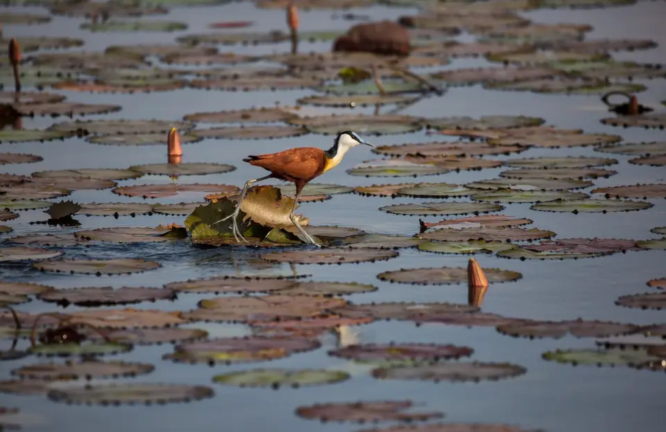 Namibia_Katima_Zambezi_040.jpg