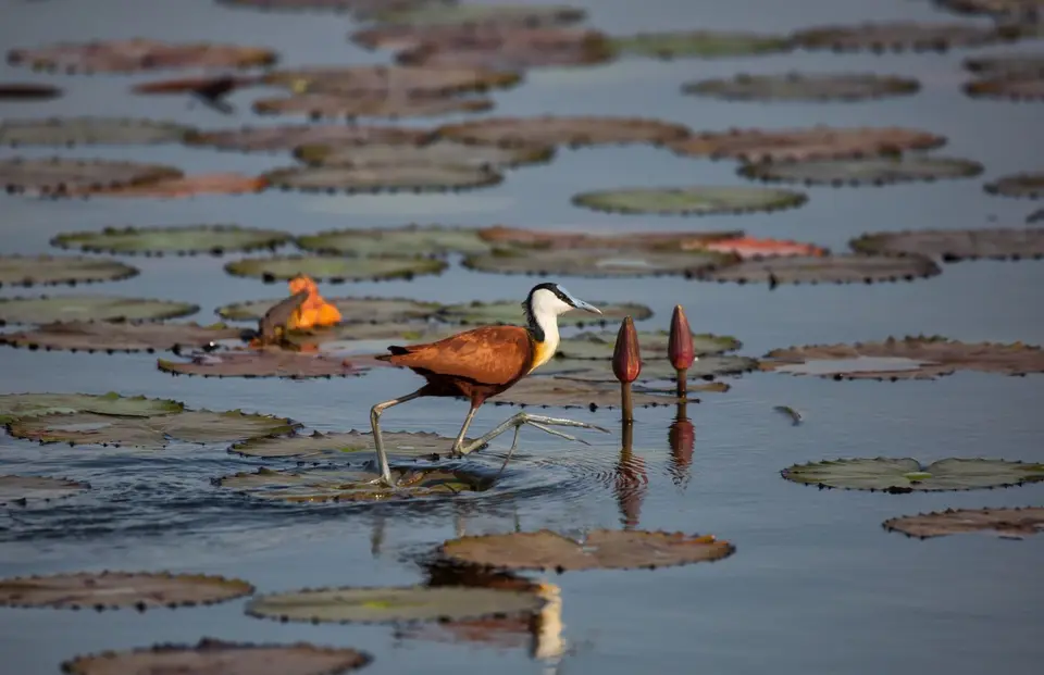 Namibia_Katima_Zambezi_042.jpg