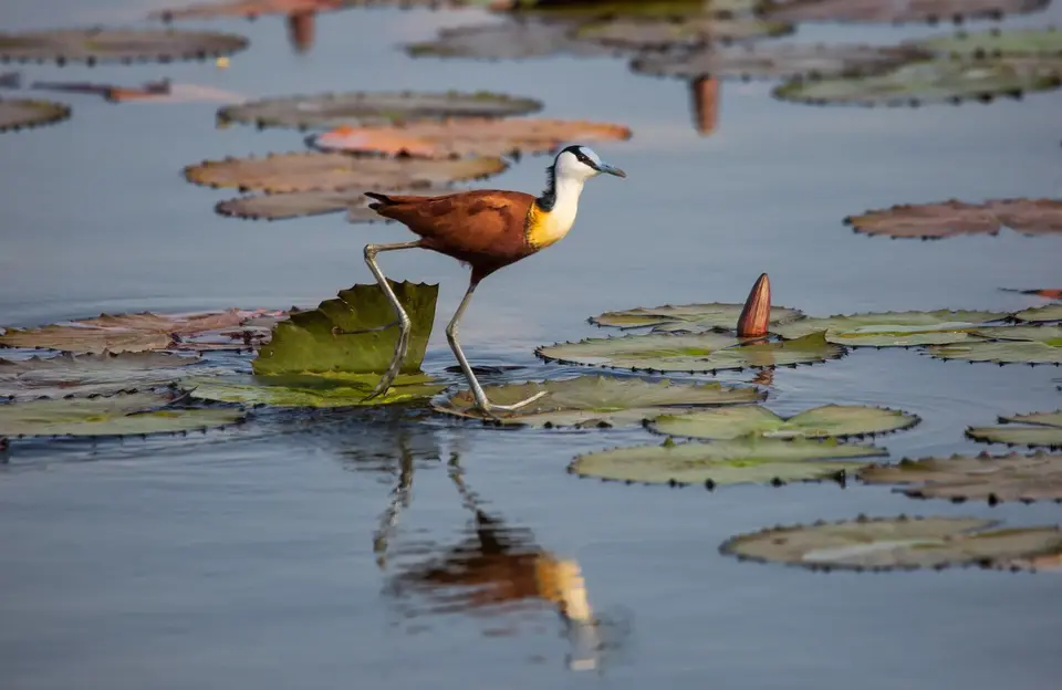 Namibia_Katima_Zambezi_044.jpg