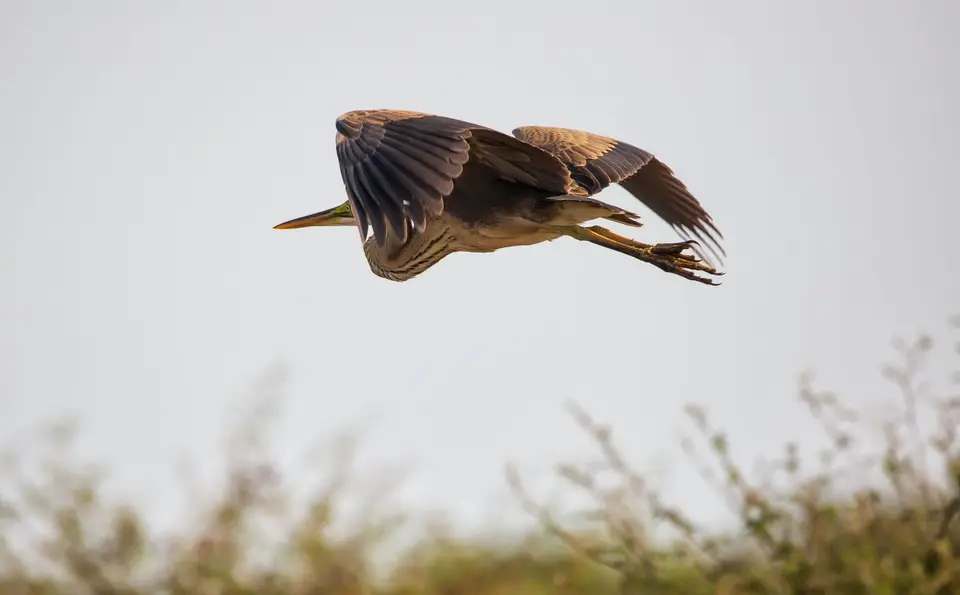 Namibia_Katima_Zambezi_049.jpg
