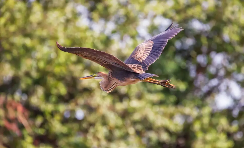 Namibia_Katima_Zambezi_050.jpg