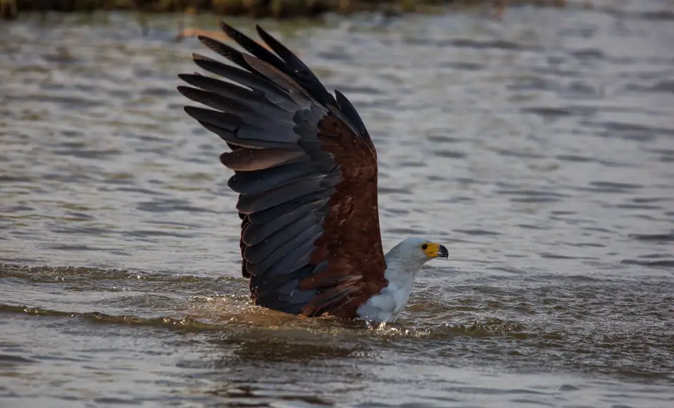 Namibia_Katima_Zambezi_076.jpg