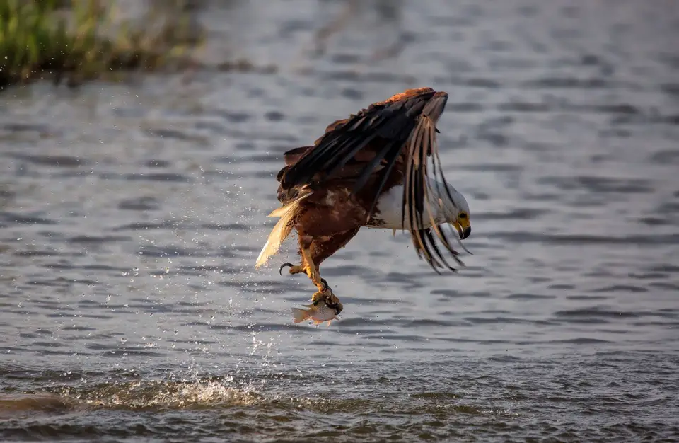 Namibia_Katima_Zambezi_077.jpg
