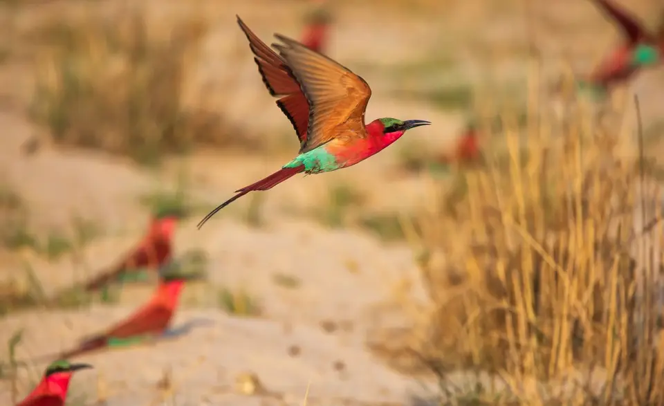 Namibia_Katima_Zambezi_083.jpg