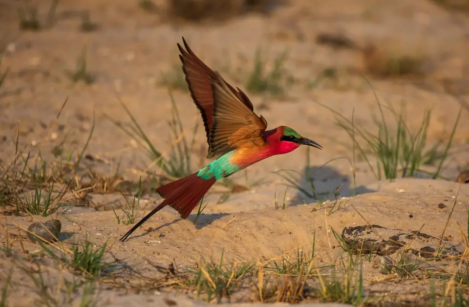Namibia_Katima_Zambezi_085.jpg