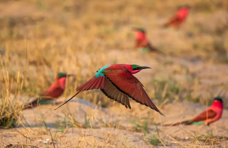Namibia_Katima_Zambezi_087.jpg