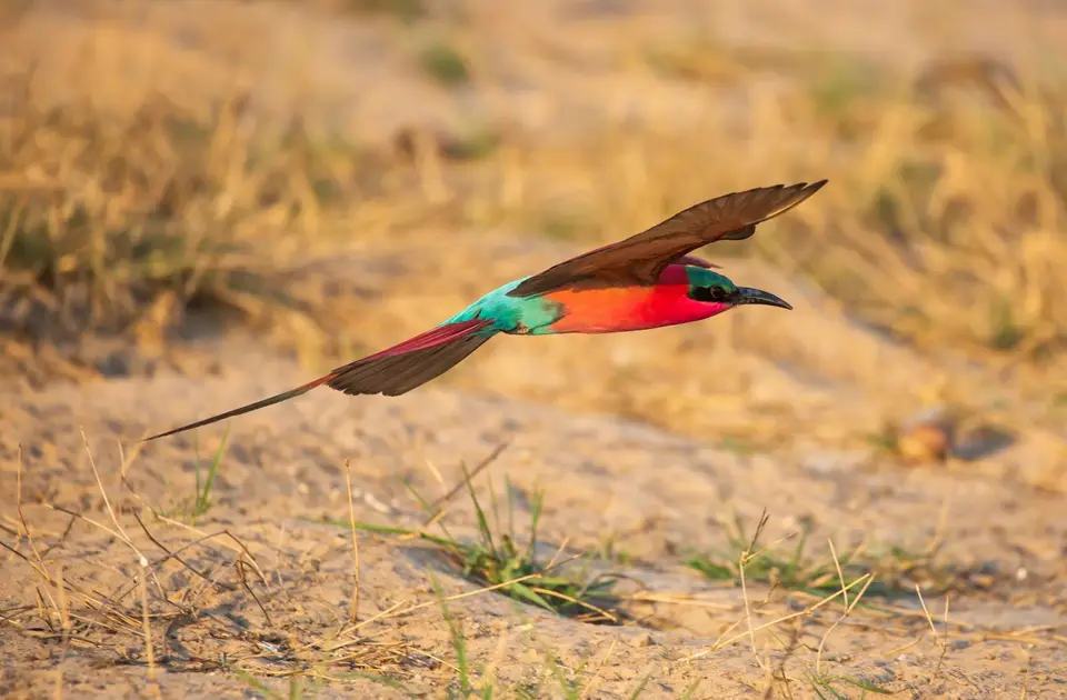 Namibia_Katima_Zambezi_089.jpg