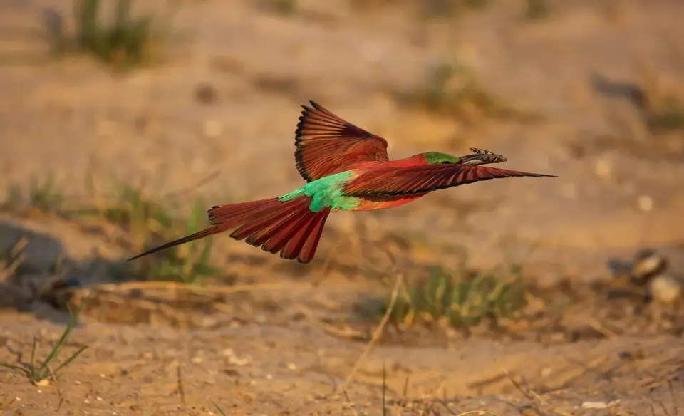 Namibia_Katima_Zambezi_090.jpg