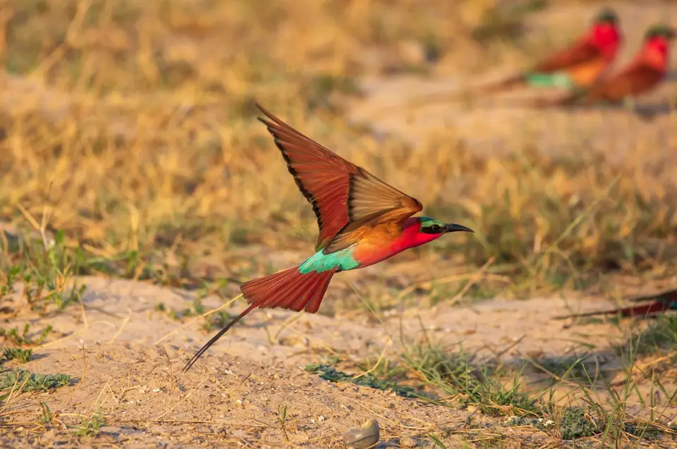 Namibia_Katima_Zambezi_091.jpg