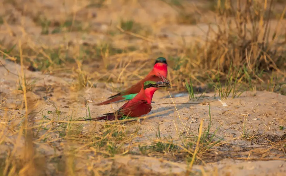 Namibia_Katima_Zambezi_094.jpg