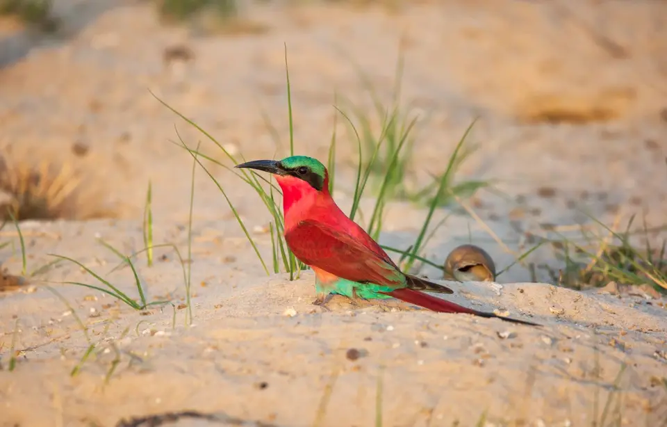 Namibia_Katima_Zambezi_096.jpg
