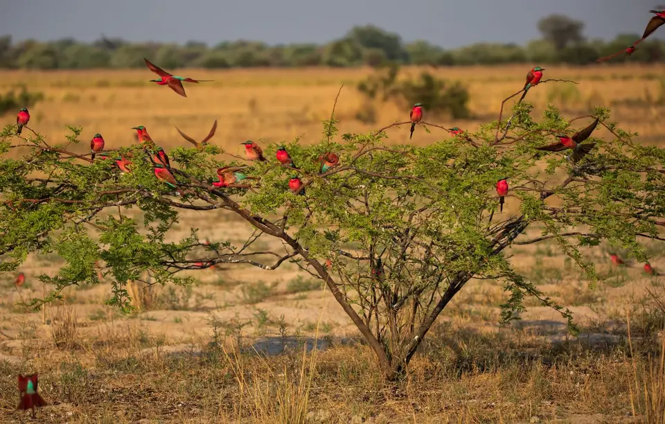 Namibia_Katima_Zambezi_106.jpg