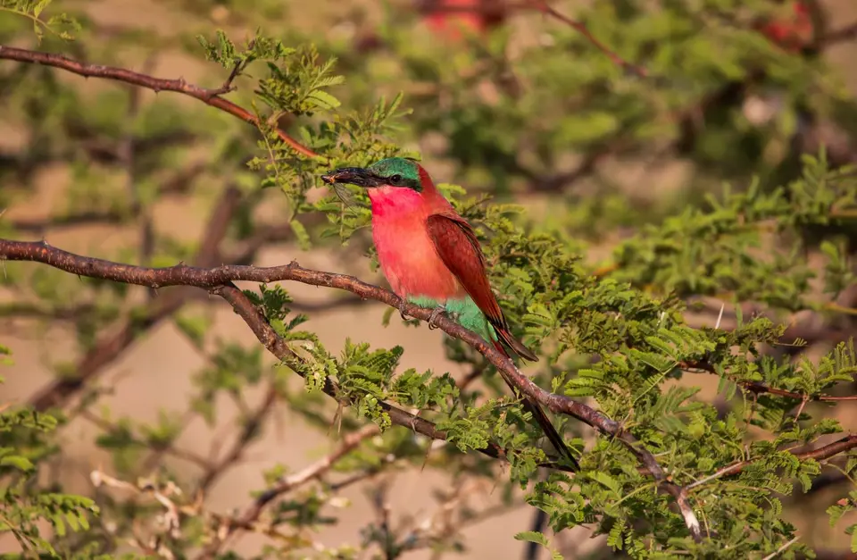 Namibia_Katima_Zambezi_109.jpg