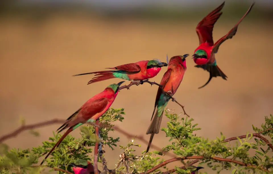 Namibia_Katima_Zambezi_112.jpg