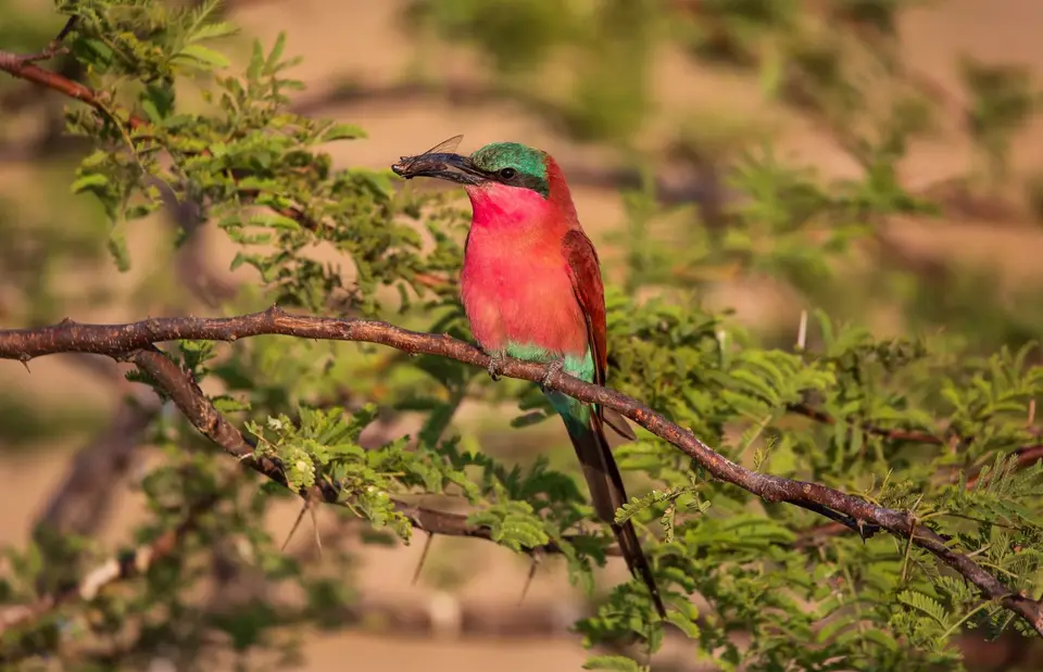 Namibia_Katima_Zambezi_114.jpg