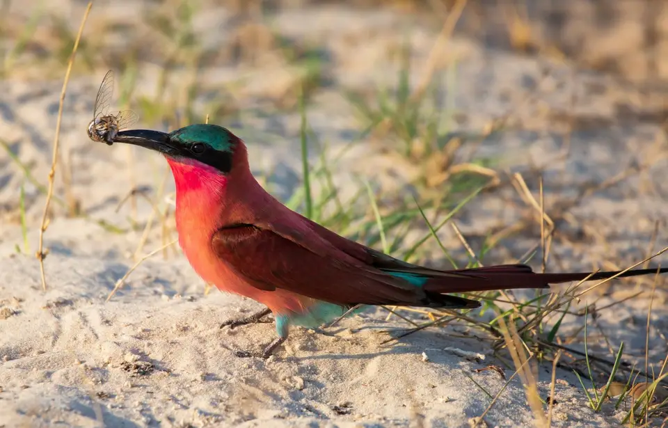Namibia_Katima_Zambezi_116.jpg